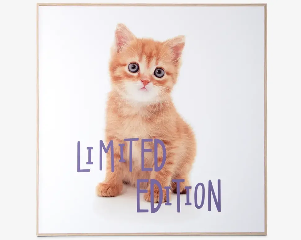 Billede kitten - Limited edition