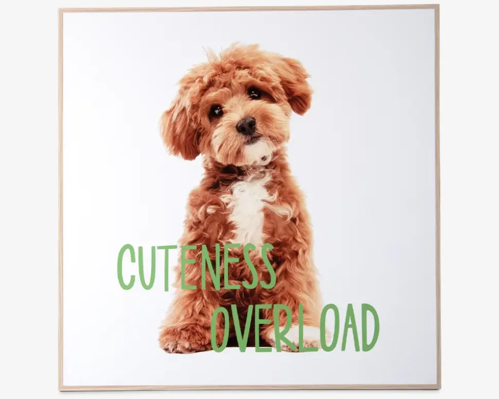 Billede puppy - Cuteness overload