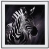Billede zebra i ramme 50x50 cm