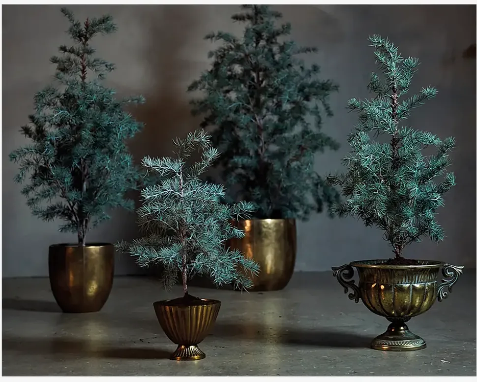 Cedertræ m/potte plastik H.60 cm