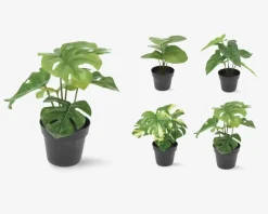 Grøn Plante I Potte Ass H.24 cm