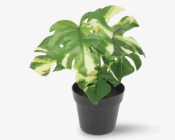 Grøn Plante I Potte Ass H.24 cm