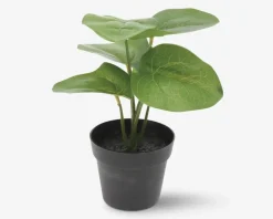 Grøn Plante I Potte Ass H.24 cm