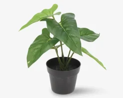 Grøn Plante I Potte Ass H.24 cm