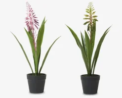 Hyacint Potte Ass H.35 cm