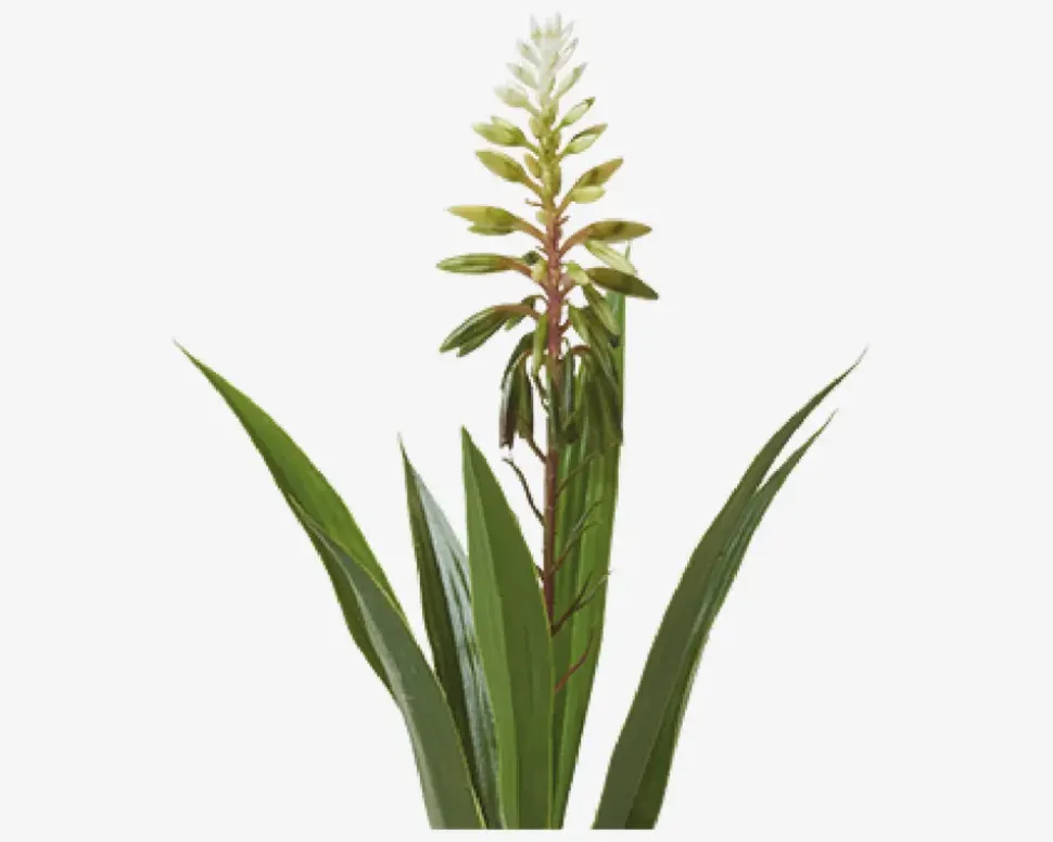 Hyacint Potte Ass H.35 cm