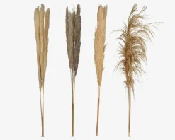 Pampas tørret 100-115 cm