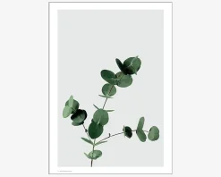 Plakat Eucalyptus