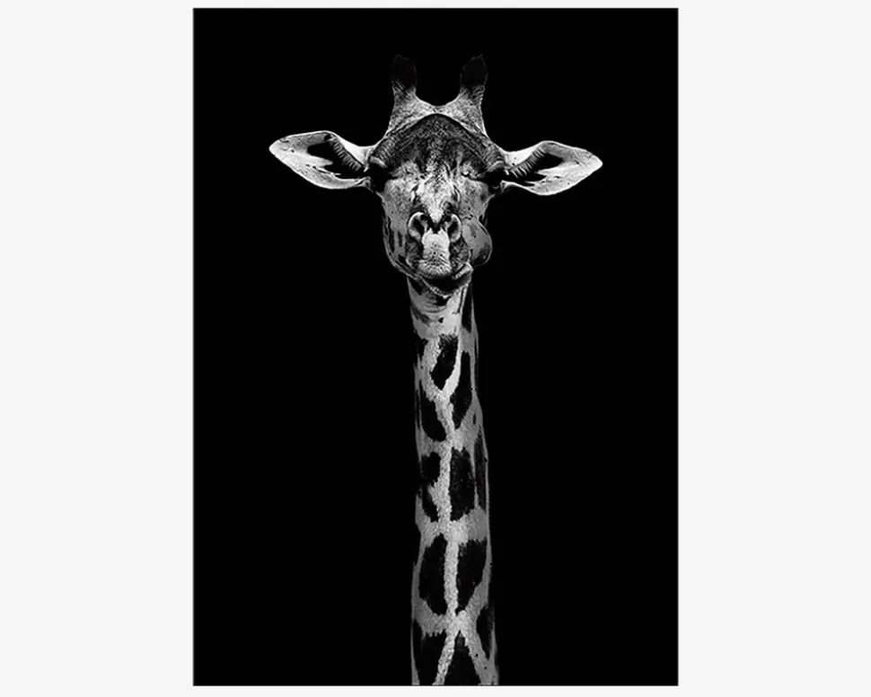 Plakat Giraf