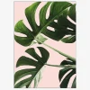 Plakat Monsteras Pink