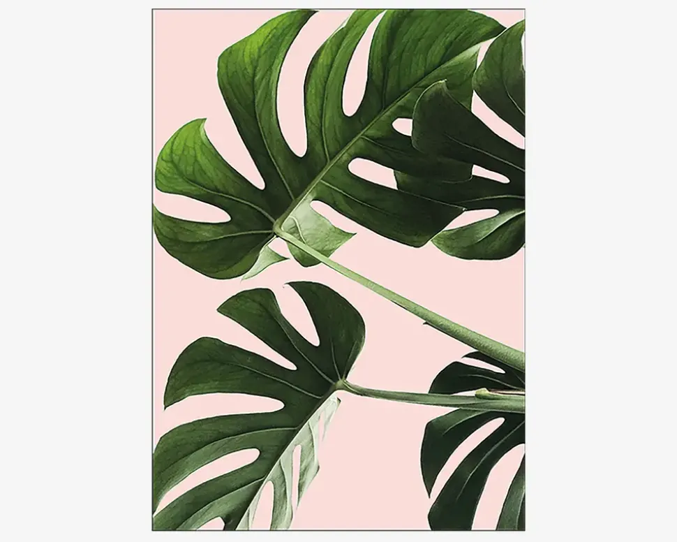 Plakat Monsteras Pink