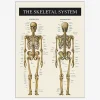 Plakat Skelettet