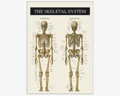 Plakat Skelettet