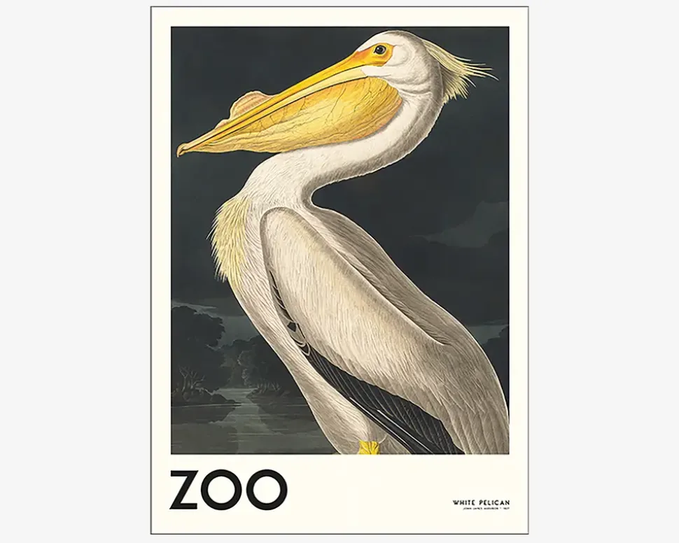 Plakat White Pelican