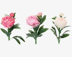 Pæon stilk ass 17x17x61 cm