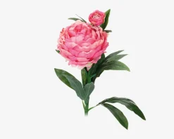 Pæon stilk ass 17x17x61 cm