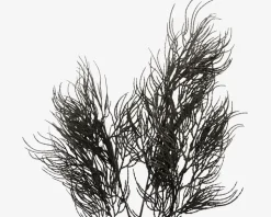 Stilk Asparagus sort H.86,4 cm