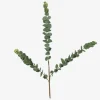 Stilk Eucalyptus Grøn H.70 cm