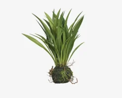 Sumpplante M.Rod H.30cm