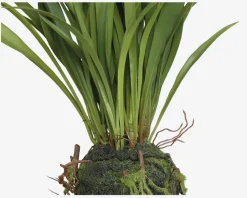 Sumpplante M.Rod H.30cm