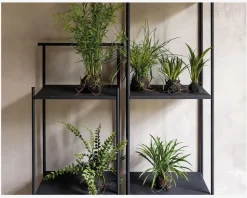 Sumpplante M.Rod H.30cm